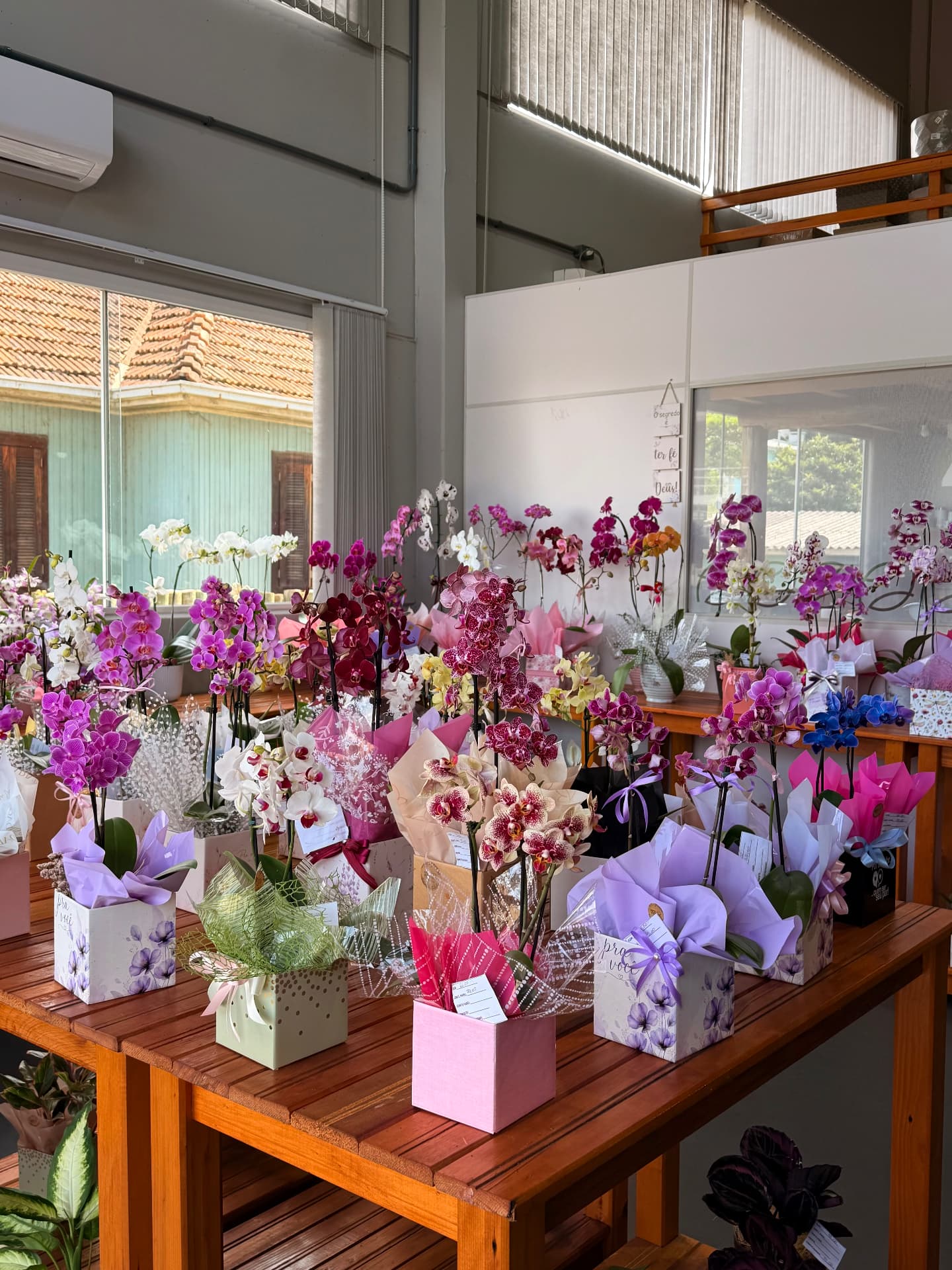 Exposição de orquídeas coloridas na Terra Viva